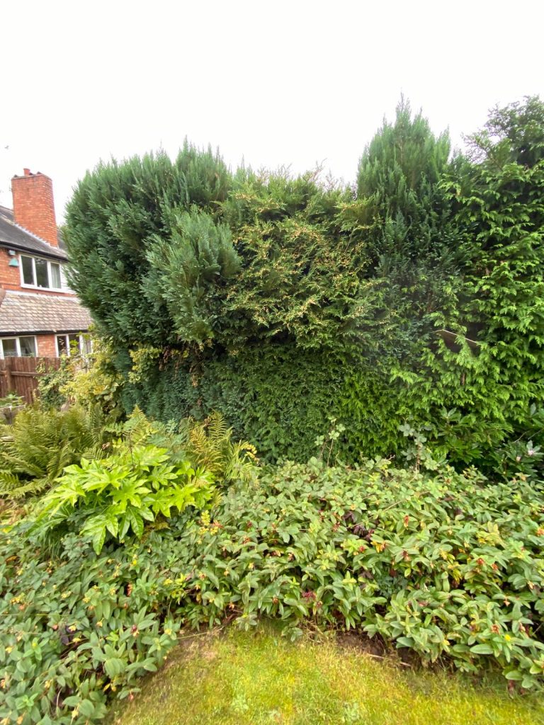Hedge overgrown