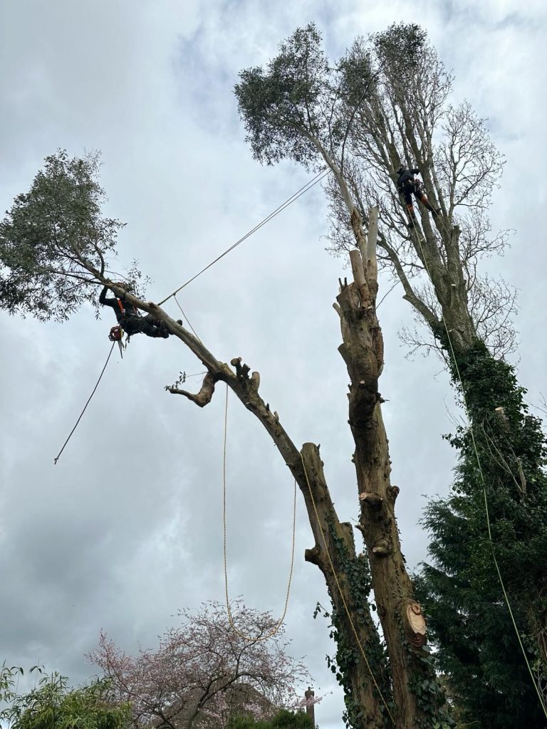Tree surgeons at work